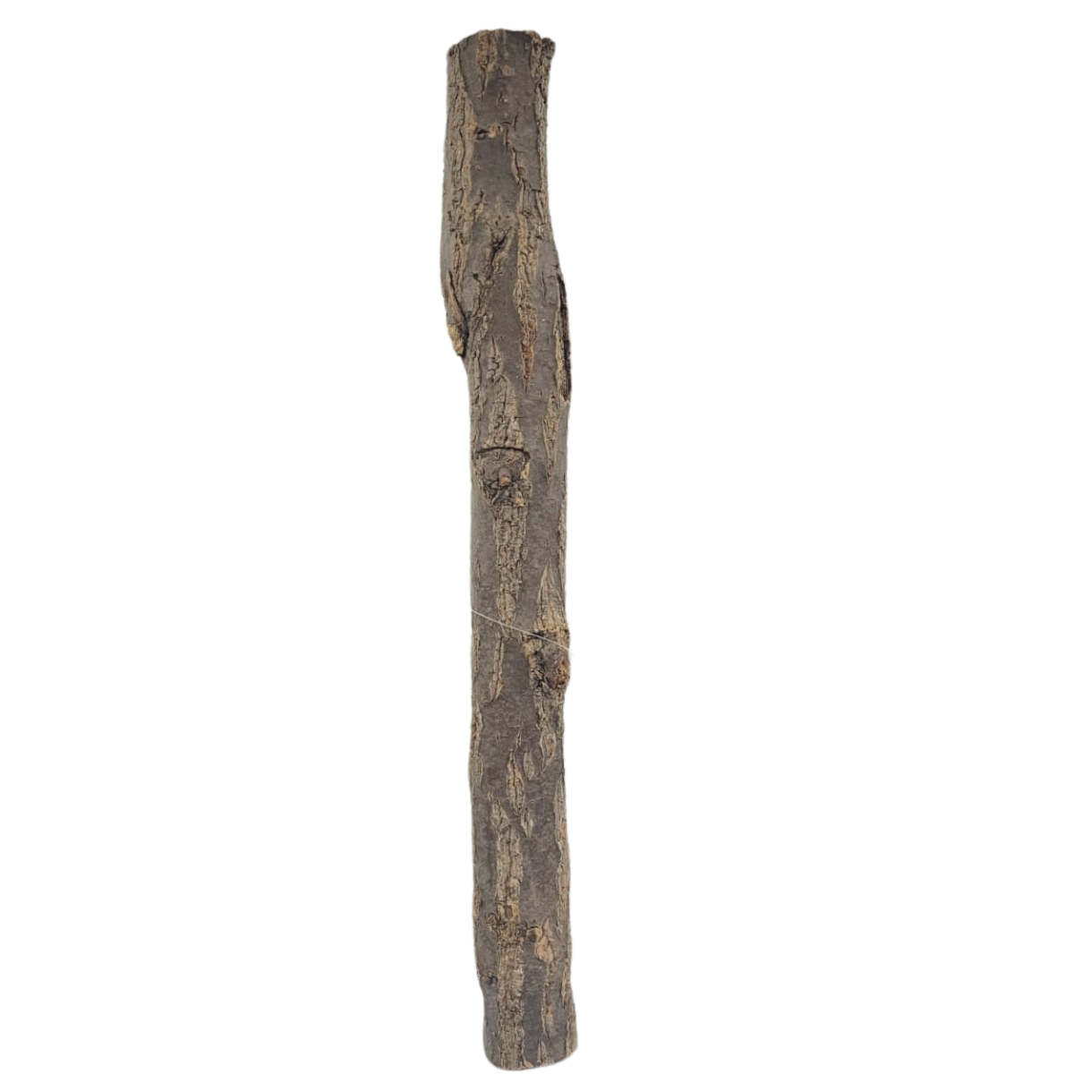 SKRw RAIZ ORNAMENTAL TORA RETA DE 30 A 60CM KL